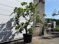 Vijgenboom hoogstam m - ficus carica - hoogte ca. 240 cm - afbeelding 4 van  6