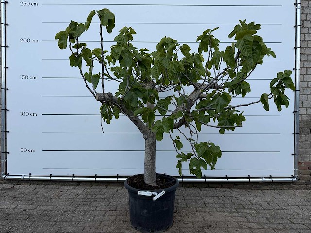 Vijgenboom hoogstam xl - ficus carica - hoogte ca. 200 cm - afbeelding 1 van  8