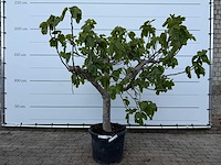 Vijgenboom hoogstam xl - ficus carica - hoogte ca. 200 cm - afbeelding 1 van  8