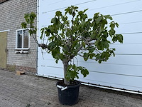 Vijgenboom hoogstam xl - ficus carica - hoogte ca. 200 cm - afbeelding 2 van  8