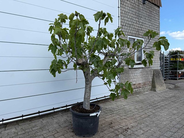 Vijgenboom hoogstam xl - ficus carica - hoogte ca. 200 cm - afbeelding 3 van  8