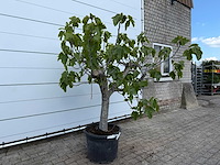 Vijgenboom hoogstam xl - ficus carica - hoogte ca. 200 cm - afbeelding 3 van  8
