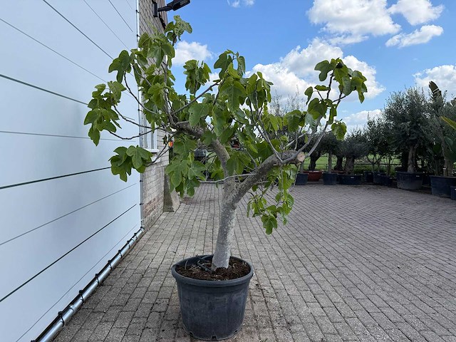 Vijgenboom hoogstam xl - ficus carica - hoogte ca. 200 cm - afbeelding 4 van  8