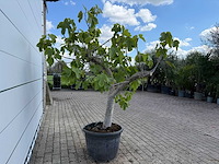 Vijgenboom hoogstam xl - ficus carica - hoogte ca. 200 cm - afbeelding 5 van  8