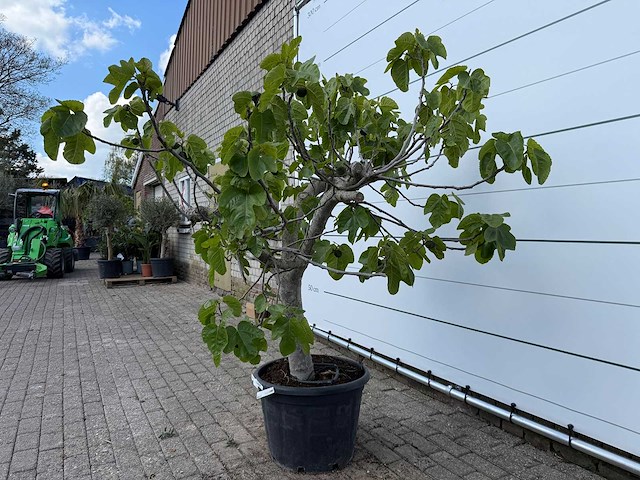 Vijgenboom hoogstam xl - ficus carica - hoogte ca. 200 cm - afbeelding 6 van  8