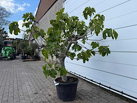 Vijgenboom hoogstam xl - ficus carica - hoogte ca. 200 cm - afbeelding 6 van  8