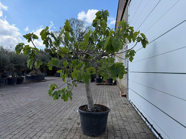 Vijgenboom hoogstam xl - ficus carica - hoogte ca. 200 cm - afbeelding 7 van  8