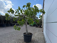 Vijgenboom hoogstam xl - ficus carica - hoogte ca. 200 cm - afbeelding 8 van  8