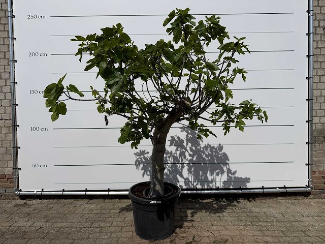 Vijgenboom hoogstam xl - ficus carica - hoogte ca. 200 cm - afbeelding 1 van  7