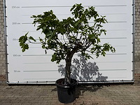 Vijgenboom hoogstam xl - ficus carica - hoogte ca. 200 cm - afbeelding 1 van  7
