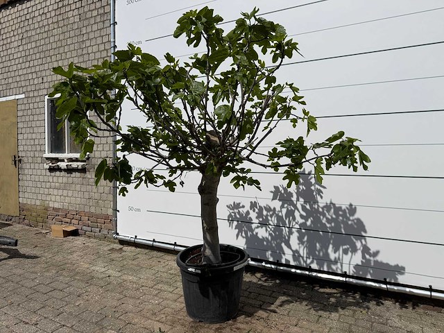 Vijgenboom hoogstam xl - ficus carica - hoogte ca. 200 cm - afbeelding 2 van  7
