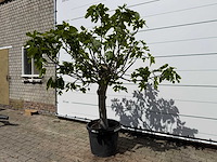 Vijgenboom hoogstam xl - ficus carica - hoogte ca. 200 cm - afbeelding 2 van  7