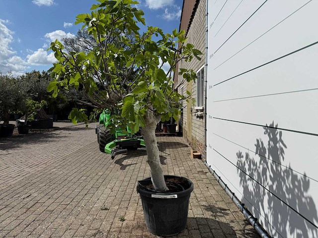 Vijgenboom hoogstam xl - ficus carica - hoogte ca. 200 cm - afbeelding 3 van  7