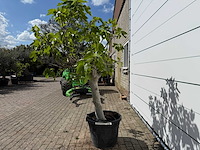 Vijgenboom hoogstam xl - ficus carica - hoogte ca. 200 cm - afbeelding 3 van  7