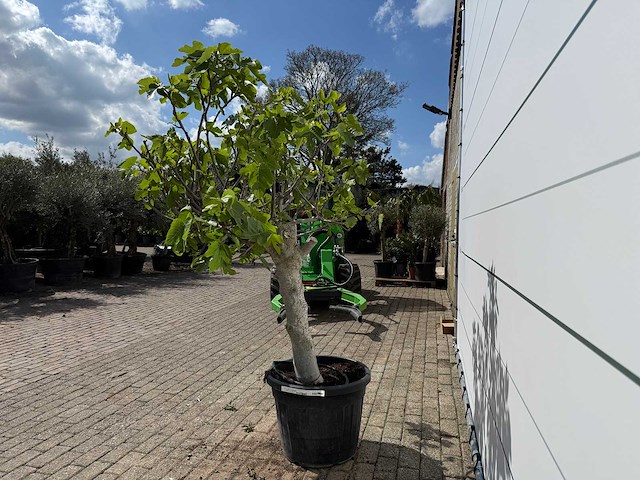 Vijgenboom hoogstam xl - ficus carica - hoogte ca. 200 cm - afbeelding 4 van  7