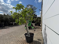 Vijgenboom hoogstam xl - ficus carica - hoogte ca. 200 cm - afbeelding 4 van  7