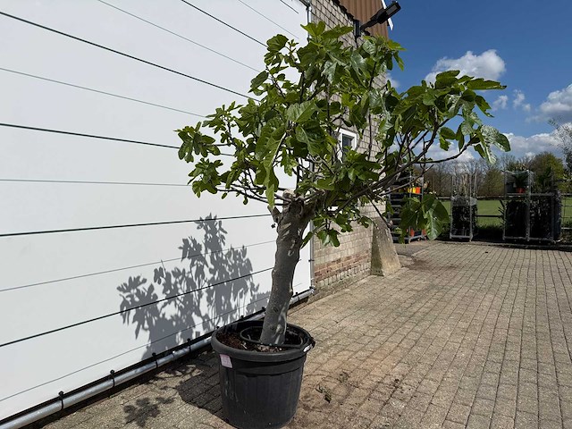 Vijgenboom hoogstam xl - ficus carica - hoogte ca. 200 cm - afbeelding 5 van  7