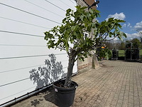 Vijgenboom hoogstam xl - ficus carica - hoogte ca. 200 cm - afbeelding 5 van  7