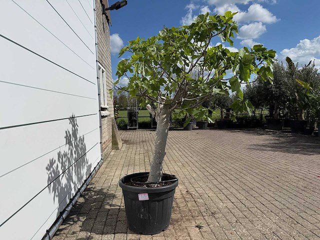 Vijgenboom hoogstam xl - ficus carica - hoogte ca. 200 cm - afbeelding 6 van  7
