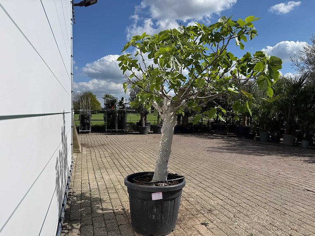 Vijgenboom hoogstam xl - ficus carica - hoogte ca. 200 cm - afbeelding 7 van  7