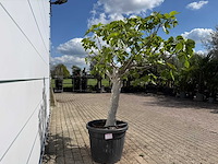 Vijgenboom hoogstam xl - ficus carica - hoogte ca. 200 cm - afbeelding 7 van  7
