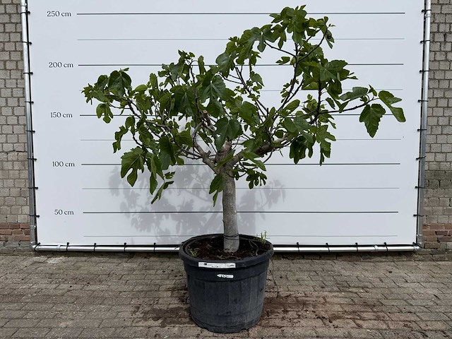 Vijgenboom hoogstam xl - ficus carica - hoogte ca. 200 cm - afbeelding 1 van  7
