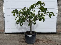 Vijgenboom hoogstam xl - ficus carica - hoogte ca. 200 cm - afbeelding 1 van  7