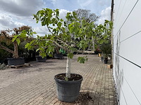 Vijgenboom hoogstam xl - ficus carica - hoogte ca. 200 cm - afbeelding 4 van  7