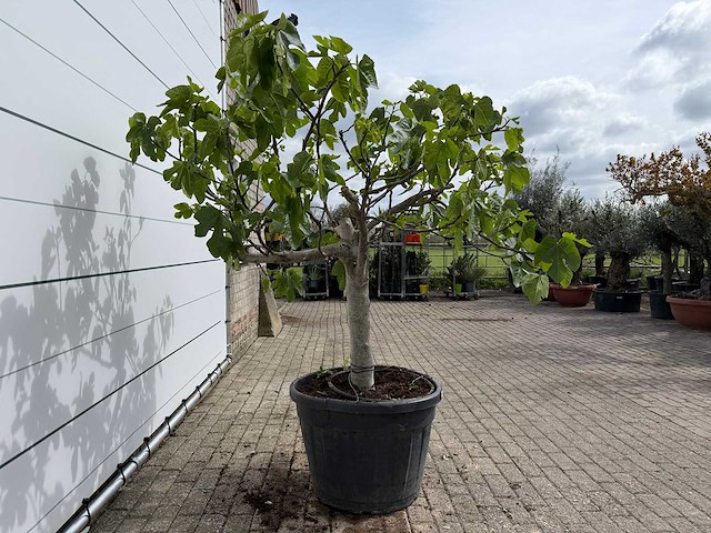 Vijgenboom hoogstam xl - ficus carica - hoogte ca. 200 cm - afbeelding 6 van  7