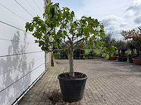 Vijgenboom hoogstam xl - ficus carica - hoogte ca. 200 cm - afbeelding 6 van  7