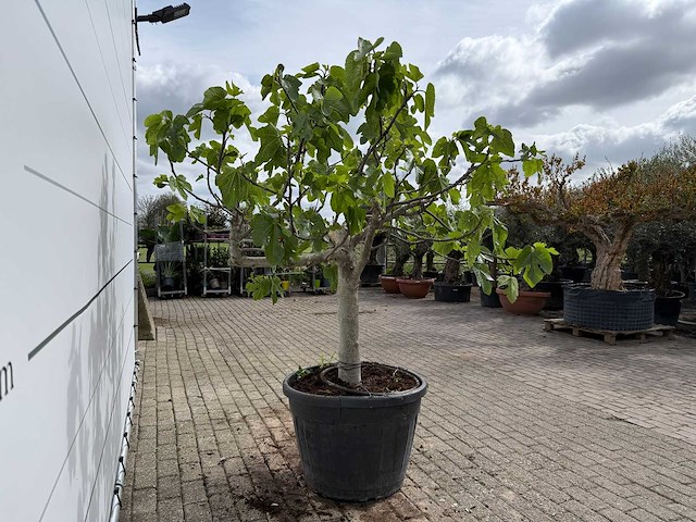 Vijgenboom hoogstam xl - ficus carica - hoogte ca. 200 cm - afbeelding 7 van  7