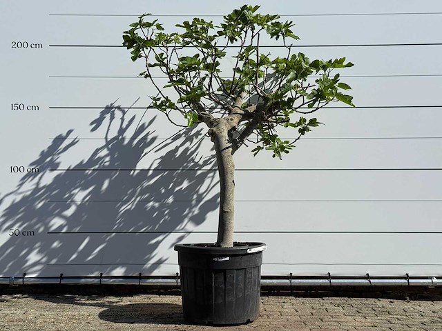 Vijgenboom hoogstam xl - ficus carica - hoogte ca. 200 cm - afbeelding 1 van  5