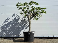 Vijgenboom hoogstam xl - ficus carica - hoogte ca. 200 cm - afbeelding 1 van  5