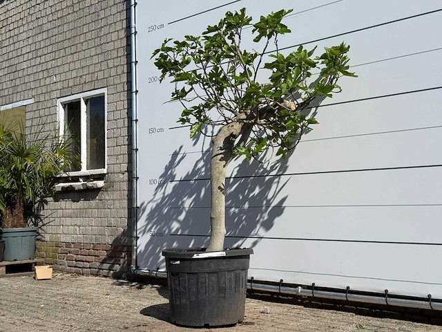 Vijgenboom hoogstam xl - ficus carica - hoogte ca. 200 cm - afbeelding 2 van  5