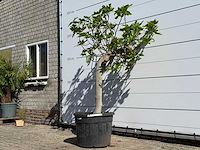 Vijgenboom hoogstam xl - ficus carica - hoogte ca. 200 cm - afbeelding 2 van  5