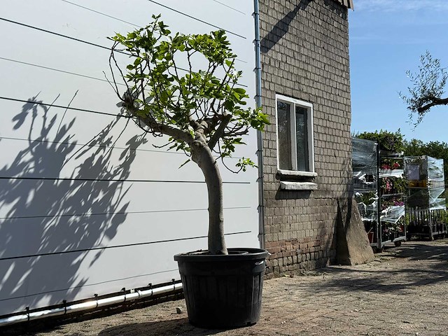 Vijgenboom hoogstam xl - ficus carica - hoogte ca. 200 cm - afbeelding 3 van  5