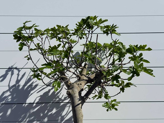 Vijgenboom hoogstam xl - ficus carica - hoogte ca. 200 cm - afbeelding 4 van  5
