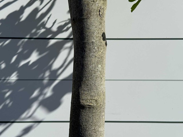 Vijgenboom hoogstam xl - ficus carica - hoogte ca. 200 cm - afbeelding 5 van  5
