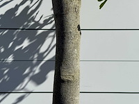 Vijgenboom hoogstam xl - ficus carica - hoogte ca. 200 cm - afbeelding 5 van  5