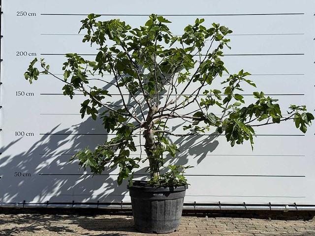 Vijgenboom hoogstam xl - ficus carica - hoogte ca. 230 cm - afbeelding 1 van  4