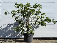 Vijgenboom hoogstam xl - ficus carica - hoogte ca. 230 cm - afbeelding 1 van  4