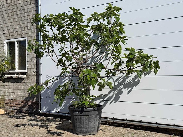 Vijgenboom hoogstam xl - ficus carica - hoogte ca. 230 cm - afbeelding 2 van  4