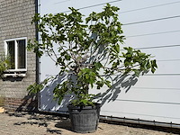 Vijgenboom hoogstam xl - ficus carica - hoogte ca. 230 cm - afbeelding 2 van  4