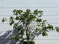 Vijgenboom hoogstam xl - ficus carica - hoogte ca. 230 cm - afbeelding 3 van  4