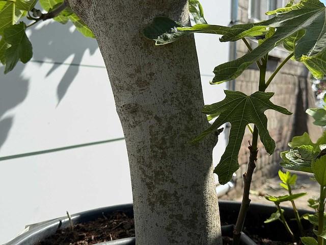 Vijgenboom hoogstam xl - ficus carica - hoogte ca. 230 cm - afbeelding 4 van  4