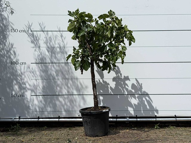 Vijgenboom laagstam - ficus carica - hoogte ca. 150 cm - afbeelding 1 van  3