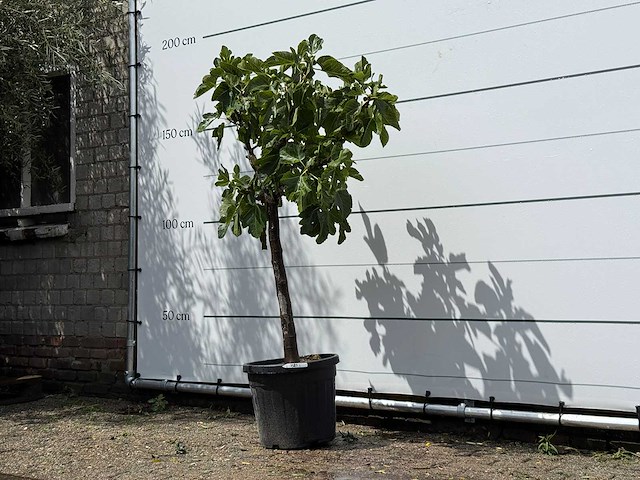Vijgenboom laagstam - ficus carica - hoogte ca. 150 cm - afbeelding 2 van  3