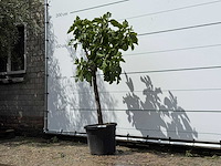 Vijgenboom laagstam - ficus carica - hoogte ca. 150 cm - afbeelding 2 van  3