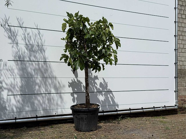 Vijgenboom laagstam - ficus carica - hoogte ca. 150 cm - afbeelding 3 van  3