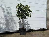 Vijgenboom laagstam - ficus carica - hoogte ca. 150 cm - afbeelding 3 van  3